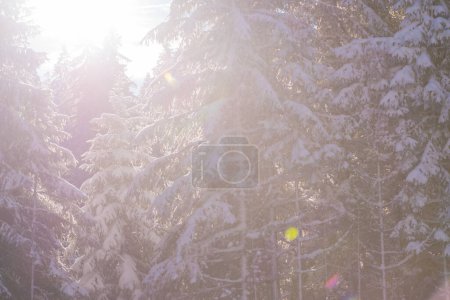 Téléchargez les photos : "paysage hivernal en forêt au coucher du soleil
" - en image libre de droit