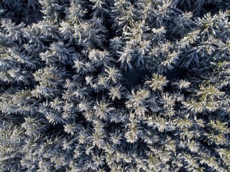 Photo for Aerial  winter forest trees sunny weather top view - Royalty Free Image