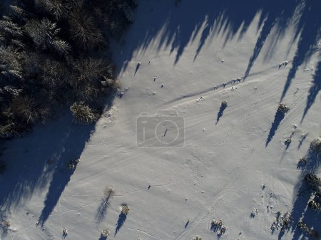 Téléchargez les photos : "arbres forestiers d'hiver aérien ensoleillé vue de dessus" - en image libre de droit