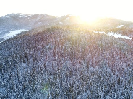 Photo for "aerial  winter forest trees sunny weather top view" - Royalty Free Image