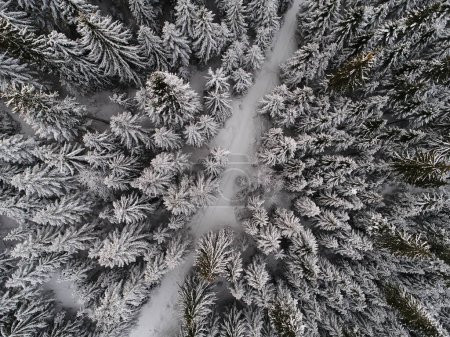 Téléchargez les photos : Aerial  winter forest trees sunny weather top view - en image libre de droit