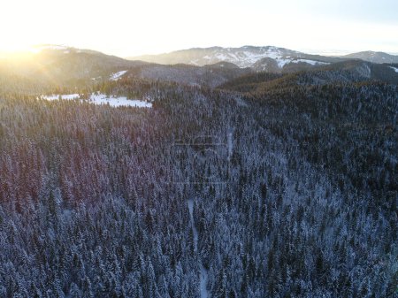 Foto de "aerial  winter forest trees sunny weather top view" - Imagen libre de derechos