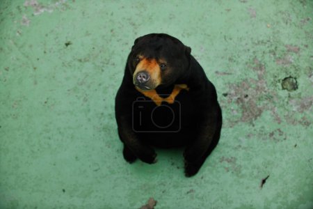 Téléchargez les photos : Ours brun dans le zoo - en image libre de droit