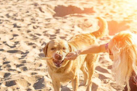 Photo for "Portrait of young beautiful woman in sunglasses sitting on sand beach with golden retriever dog. Girl with dog by sea. Sun flare" - Royalty Free Image