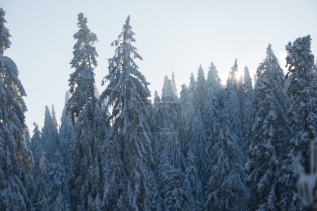 Foto de Árboles cubiertos de nieve en el bosque de invierno - Imagen libre de derechos