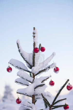 Foto de Navidad festiva cubierta de nieve decorada con bolas rojas - Imagen libre de derechos