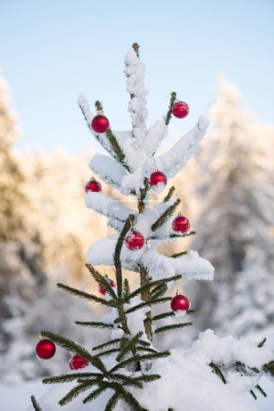 Téléchargez les photos : "boules de Noël sur pin
" - en image libre de droit