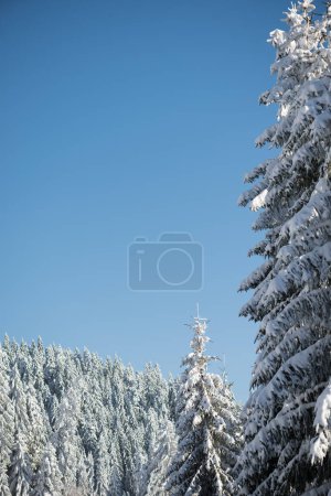 Foto de Bosque de invierno con nieve fresca en los árboles - Imagen libre de derechos