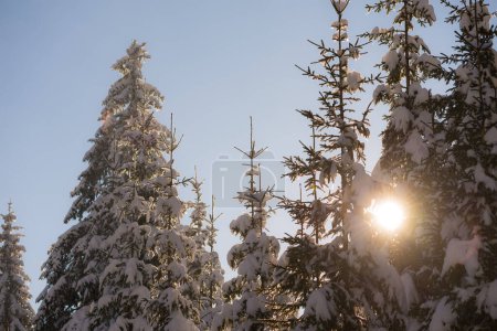 Foto de Bosque de invierno con árboles cubiertos de nieve - Imagen libre de derechos
