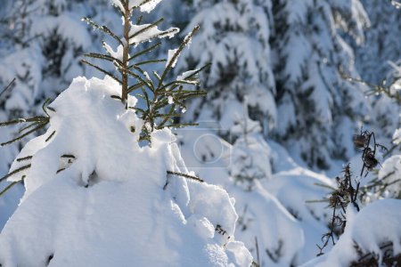 Téléchargez les photos : Paysage gelé de forêt de pins en hiver - en image libre de droit