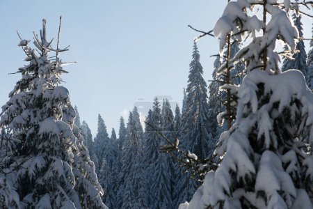 Foto de "bosque de pinos fondo cubierto de nieve fresca
" - Imagen libre de derechos