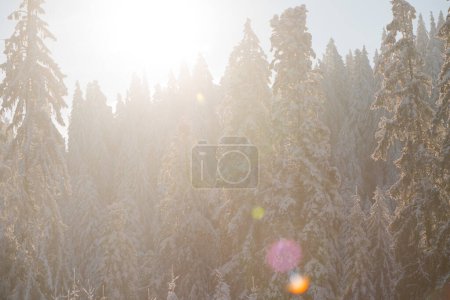 Téléchargez les photos : Pinède forêt fond couvert de neige fraîche - en image libre de droit