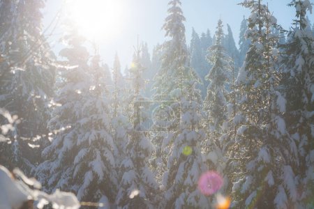 Foto de Bosque de pinos fondo cubierto de nieve fresca - Imagen libre de derechos