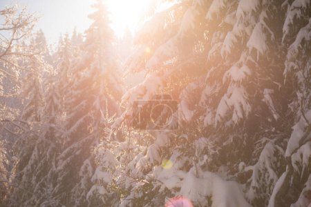 Foto de Paisaje de bosque de pinos fondo cubierto de nieve fresca, destello de lente - Imagen libre de derechos