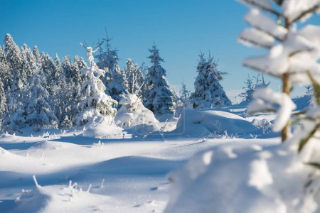 Téléchargez les photos : "pinède forêt fond couvert de neige fraîche
" - en image libre de droit