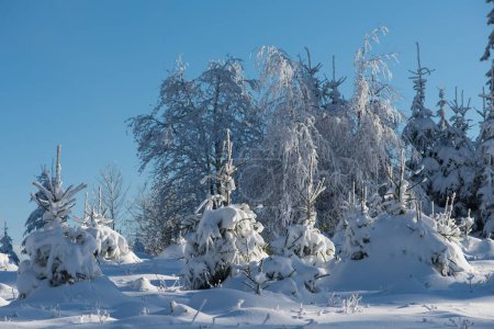 Foto de Paisaje congelado de bosque de pinos en invierno - Imagen libre de derechos