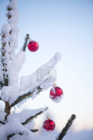 Téléchargez les photos : Noël festif recouvert de neige décorée de boules rouges - en image libre de droit