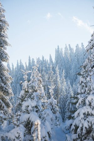 Foto de Fondo escénico de bosque cubierto de nieve fresca - Imagen libre de derechos
