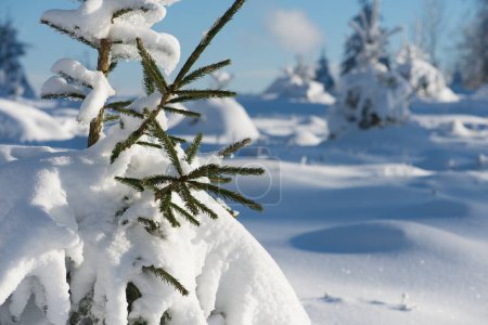 Foto de Paisaje natural del bosque invernal con nieve fresca en los árboles - Imagen libre de derechos