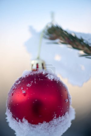 Téléchargez les photos : Vue rapprochée de la boule de Noël suspendue au pin - en image libre de droit