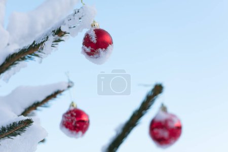 Photo for Shiny red baubles hanging on snow covered spruce - Royalty Free Image