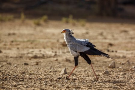 Foto de Secretario pájaro en el parque transfronterizo de Kgalagadi, Sudáfrica - Imagen libre de derechos