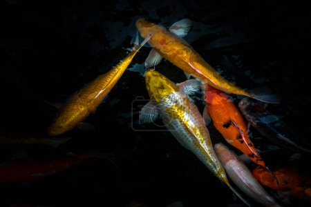 Téléchargez les photos : "Détail de Koi Fishs colorés ou carpe de Koi nageant à l'intérieur de l'étang de poissons à la journée ensoleillée, espèces de poissons japonaises, de nombreux motifs colorés." - en image libre de droit