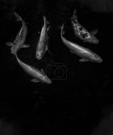 Foto de "Detalle de coloridos peces Koi o carpa Koi nadando dentro del estanque de peces en el día soleado, especies de peces japoneses, muchos patrones de colores." - Imagen libre de derechos