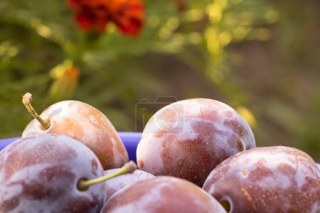 Téléchargez les photos : Des prunes fraîches ferment. Fruits naturels - en image libre de droit