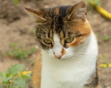 Téléchargez les photos : Un chat adorable assis avec soin, chat aux yeux verts - en image libre de droit