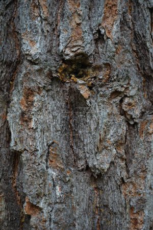 Foto de Texture of tree bark, natural background - Imagen libre de derechos