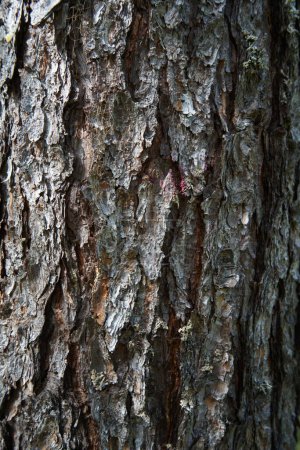 Photo for Texture of tree bark, natural background - Royalty Free Image