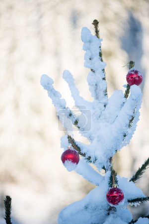 Foto de Bola roja brillante colgando de abeto cubierto de nieve - Imagen libre de derechos