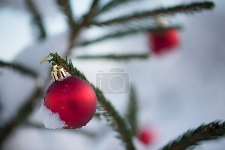 Téléchargez les photos : Gros plan de boules rouges festives accrochées à de l'épinette à capuchon de neige - en image libre de droit