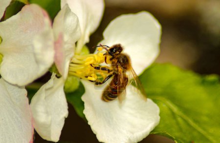 Téléchargez les photos : "abeille recueille le nectar sur les fleurs de pomme à fleurs blanches. Anthophila, Apis mellifera
" - en image libre de droit