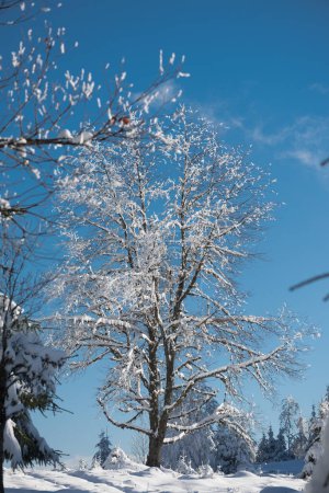 Foto de Increíble paisaje congelado de bosque de pinos en invierno - Imagen libre de derechos