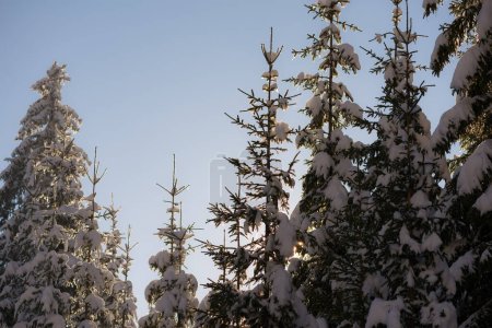 Foto de Fondo escénico de bosque cubierto de nieve fresca - Imagen libre de derechos