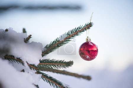 Photo for Closeup view of Christmas ball hanging on pine tree - Royalty Free Image
