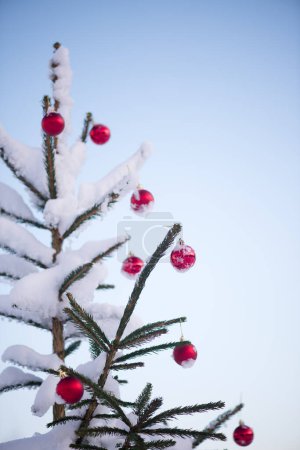 Foto de Brillantes adornos rojos colgando del árbol de Navidad cubierto de nieve - Imagen libre de derechos