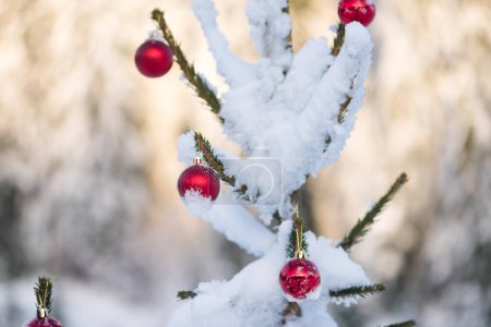 Photo for Shiny red baubles hanging on snow covered Christmas tree - Royalty Free Image