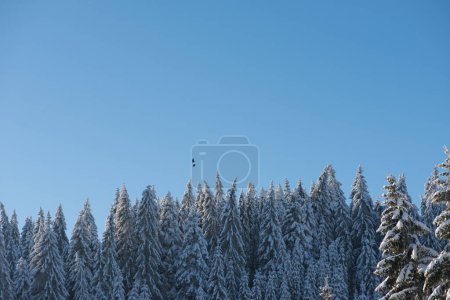Foto de Majestuoso paisaje congelado de bosque de pinos en invierno - Imagen libre de derechos