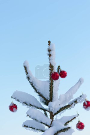 Téléchargez les photos : Vue rapprochée des boules rouges festives suspendues à l'épinette à capuchon de neige - en image libre de droit