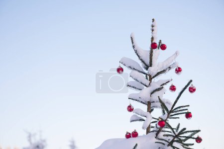 Téléchargez les photos : Boules rouges festives suspendues sur des branches de sapin neigeux - en image libre de droit