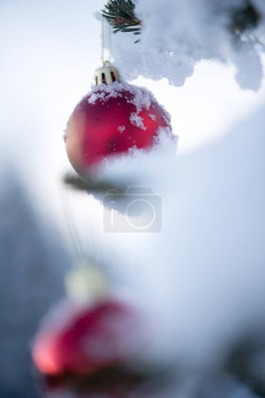 Photo for Closeup of festive red balls hanging on snow capped spruce - Royalty Free Image