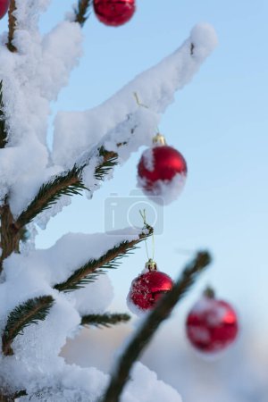 Photo for Closeup view of festive red balls hanging on snow capped spruce - Royalty Free Image