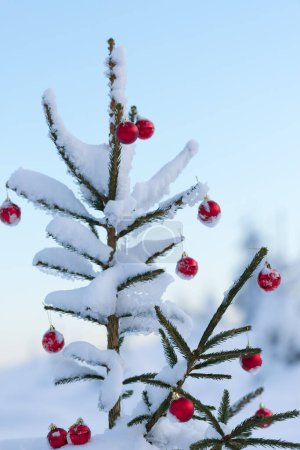 Photo for Spruce decorated with red balls for winter holiday - Royalty Free Image
