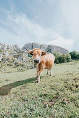 Foto de Portrait of a cow on Picturesque summer landscape of highland Beautiful landscape with mountains. Viewpoint panorama in Lagos de Covadonga, Picos de Europa National Park, Asturias, Spain - Imagen libre de derechos