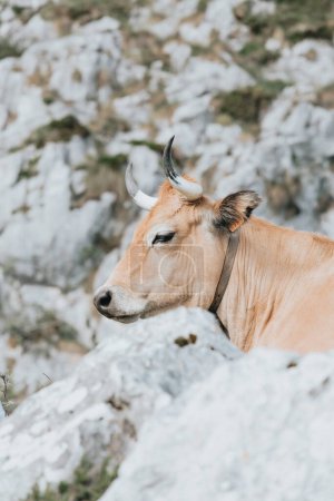 Foto de Portrait of a cow on Picturesque summer landscape of highland Beautiful landscape with mountains. Viewpoint panorama in Lagos de Covadonga, Picos de Europa National Park, Asturias, Spain - Imagen libre de derechos