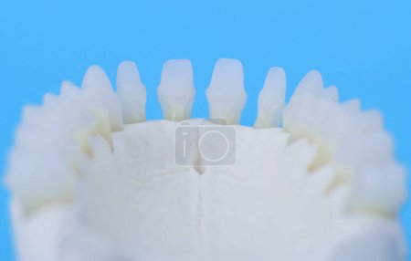 Photo for "Lower human jaw with teeth anatomy model" - Royalty Free Image