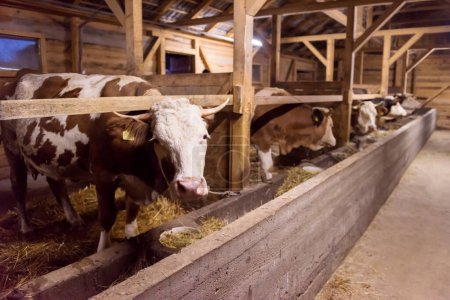 Téléchargez les photos : Troupeau de vaches mangeant du foin dans une étable dans une ferme laitière - en image libre de droit